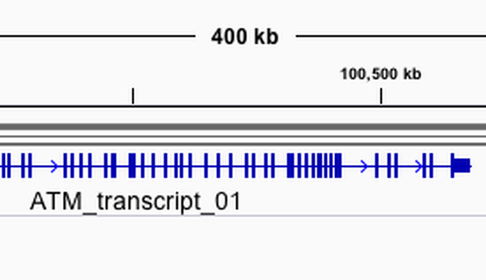 This diagram represents the location and structure of the ATM gene on chromosome 11 of the rhesus macaque genome.