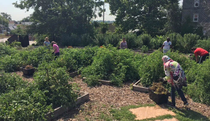 Public health volunteers harvested, weeded and cleaned up the Together Omaha community garden during Volunteer Day.