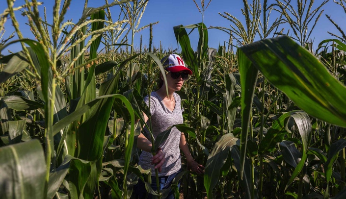 A woman works in a cornfield. (Photo by Jake Rogers Photography)
