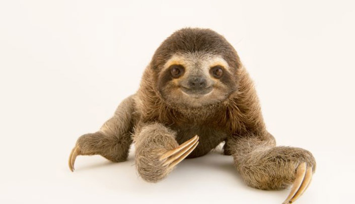 Joel Sartore, Brown-throated Sloth, 1995-2016