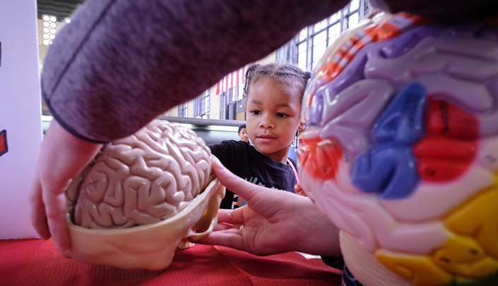 A young participant learns about the brain at the April 30 Nebraska Science Festival expo.