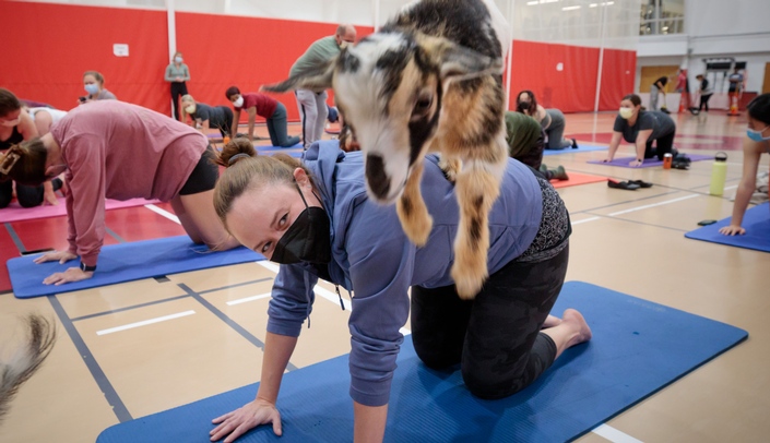 As Seen On Campus Goat Yoga Newsroom