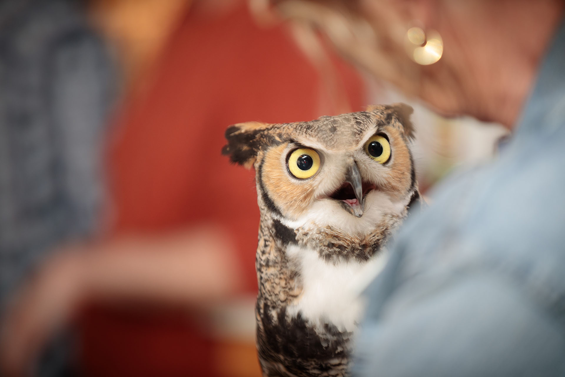 Learn about owls at UNMC’s next Science Café