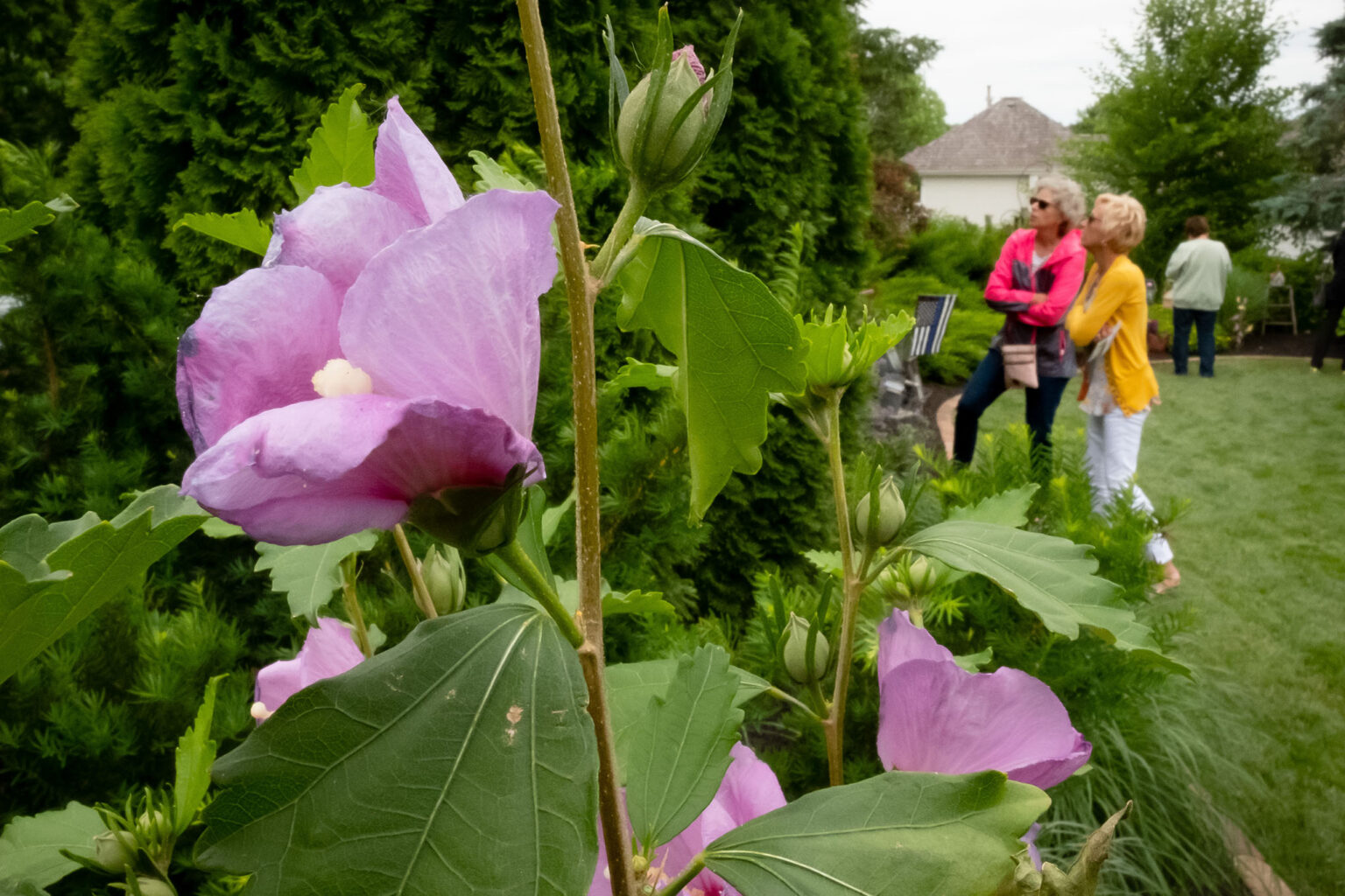 GardenWalk2019060823-1536x1024 image