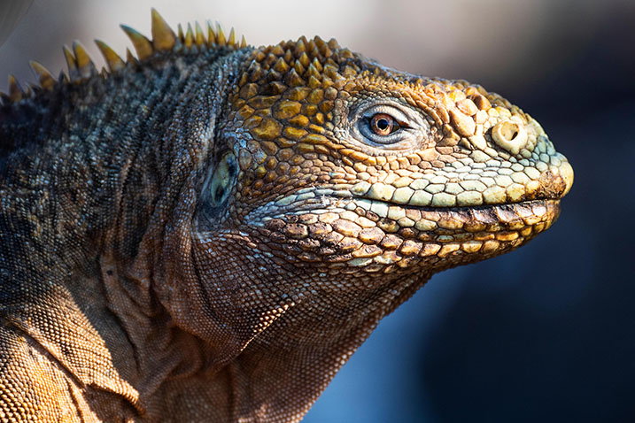 A Marine iguana on the Galapagos Islands