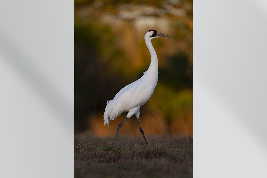 Whooping crane (Grus Americana ), by Michael Forsberg. The whooping crane is the tallest bird in North America and rarest of 15 crane species in the world. Taken on the Texas gulf coast, 2024, archival pigment print.