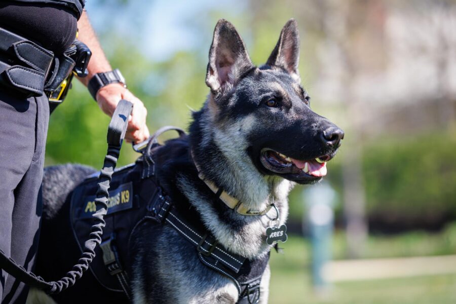 Therapy K9 Ares&comma; who will be part of the University of Nebraska Police and Public Safety Department&comma; is described as having "a heart devoted to lifting spirits&period;"