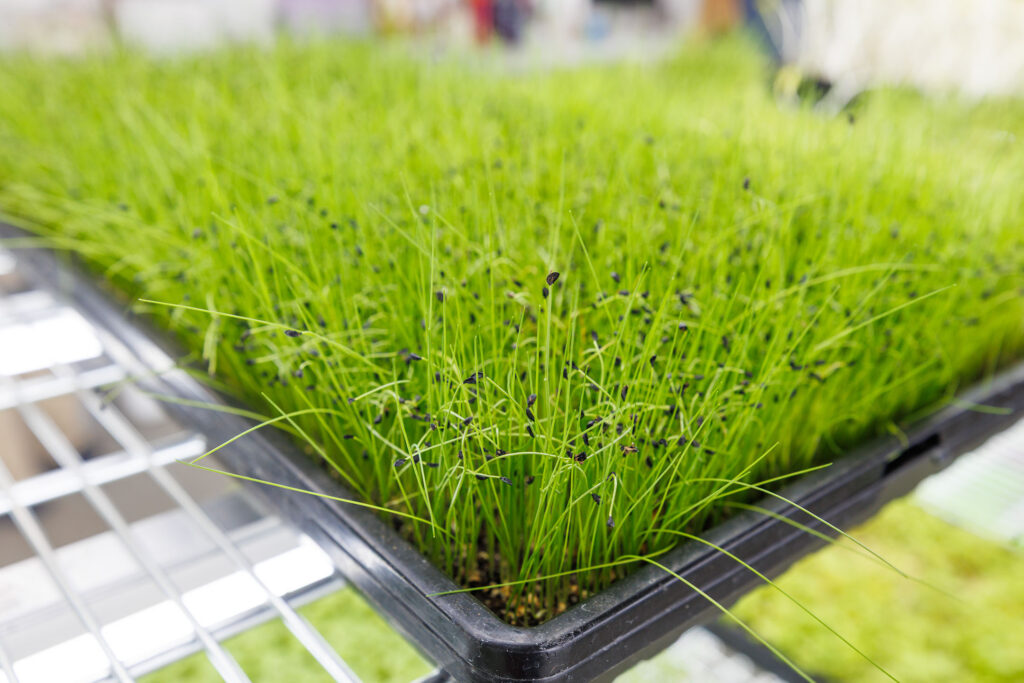 Barn Girls Farms is an urban farm in Ralston, Neb., growing microgreens (shown here) to sell in their store front and to local restaurants.