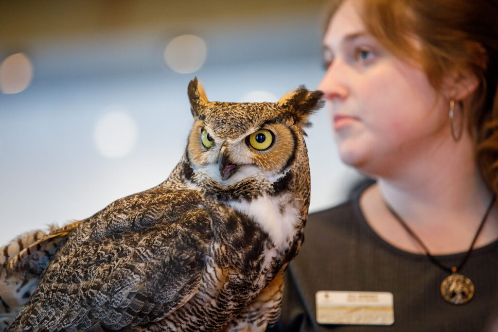 Owls and Old Fashioneds was held at Mercury in downtown Omaha Wednesday April 14, 2026 as part of the Nebraska Science Festival. Volunteers from Fontenelle Forest brought three owls to show and share owl facts with attendees. The bar offered old fashioned flights. Here, a handler holds an owl.