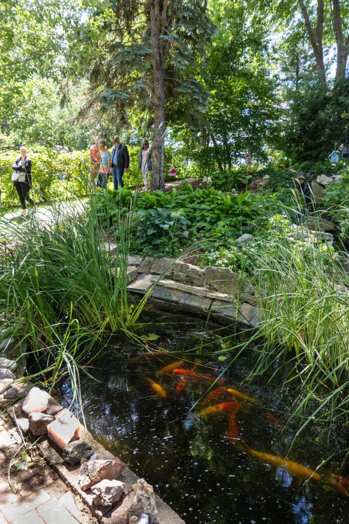 Koi swim in a pond at a featured garden during the annual Garden Walk. Spectators walk along a pathway in the background.