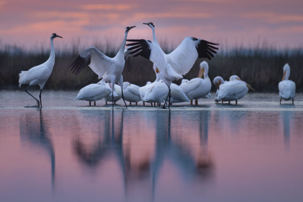 Texas Aransas NWR…