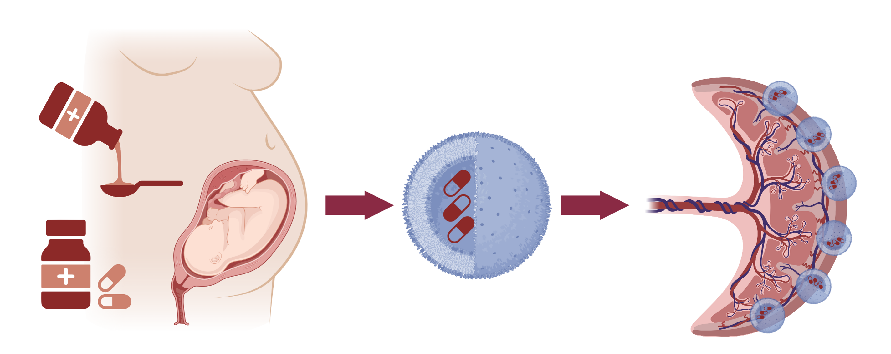 Placental drug delivery