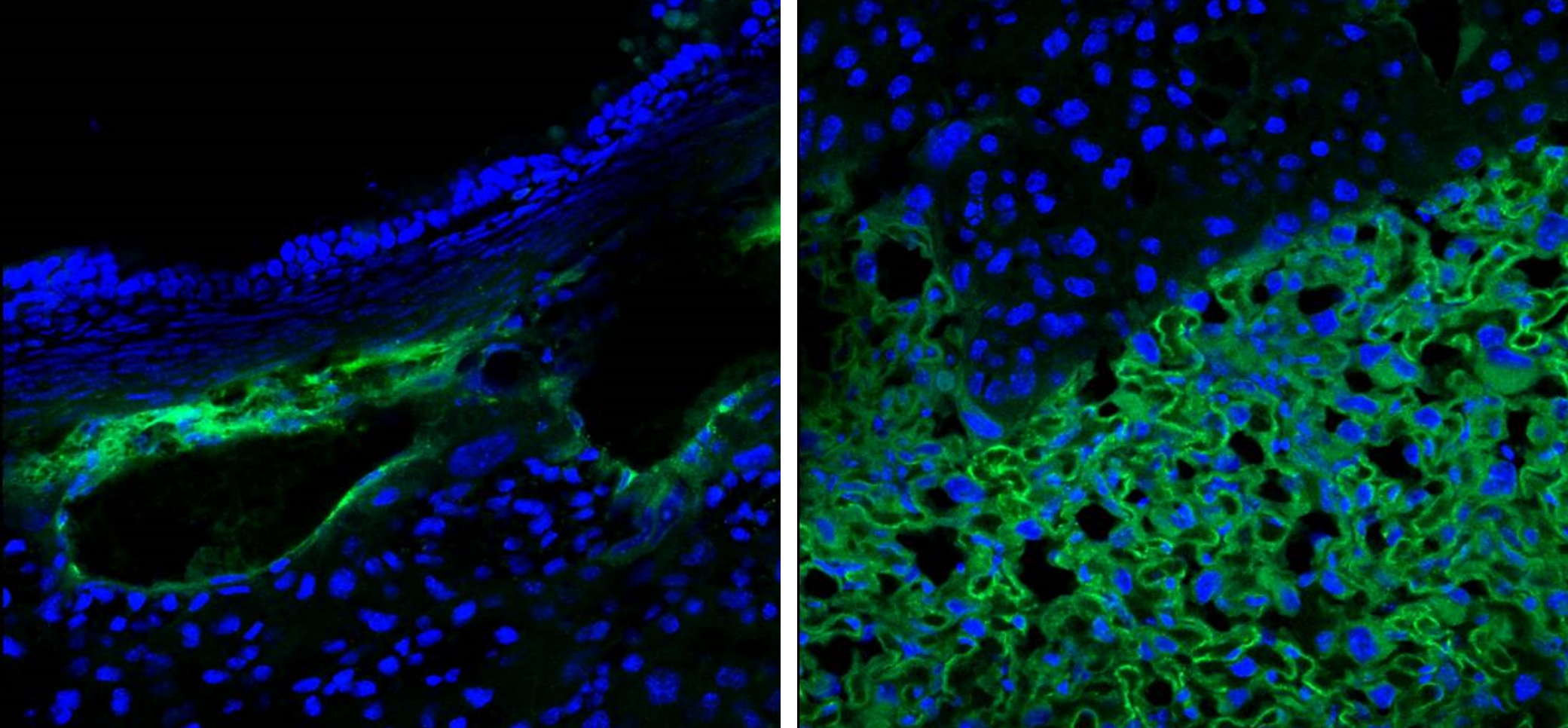 Placental homing peptides