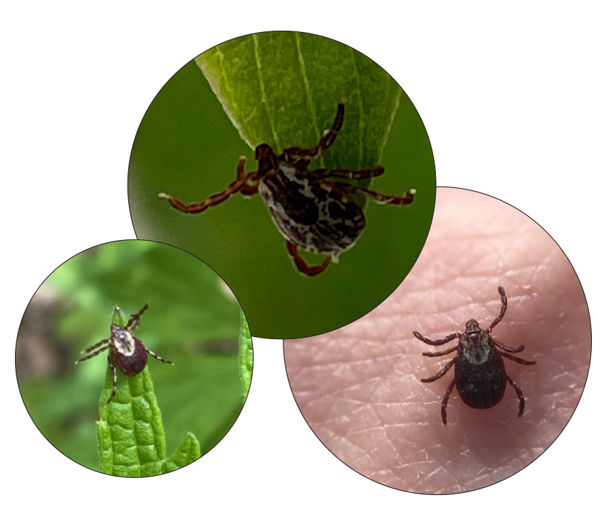 Ticks