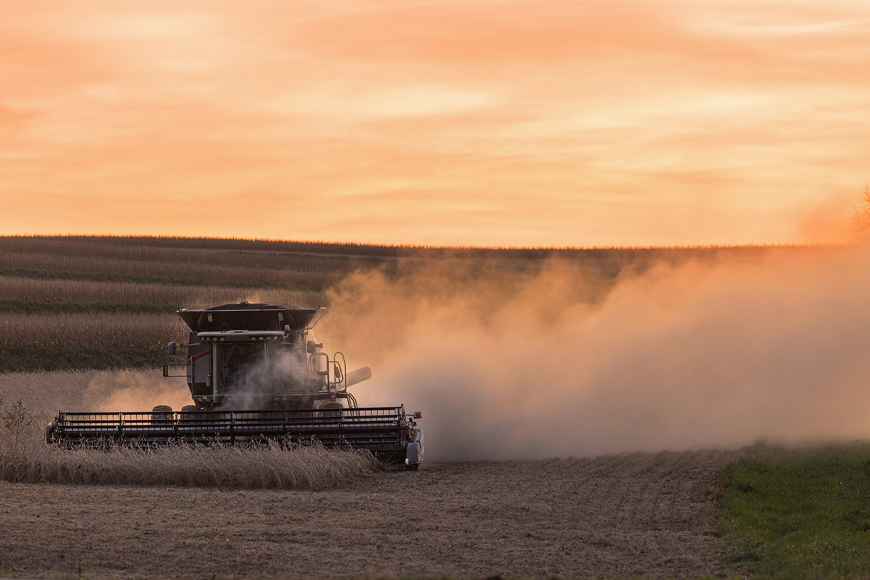 A farmer rides on their tractor in a corn field