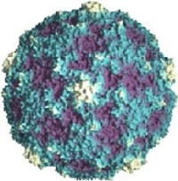 coxsackievirus B3 virion