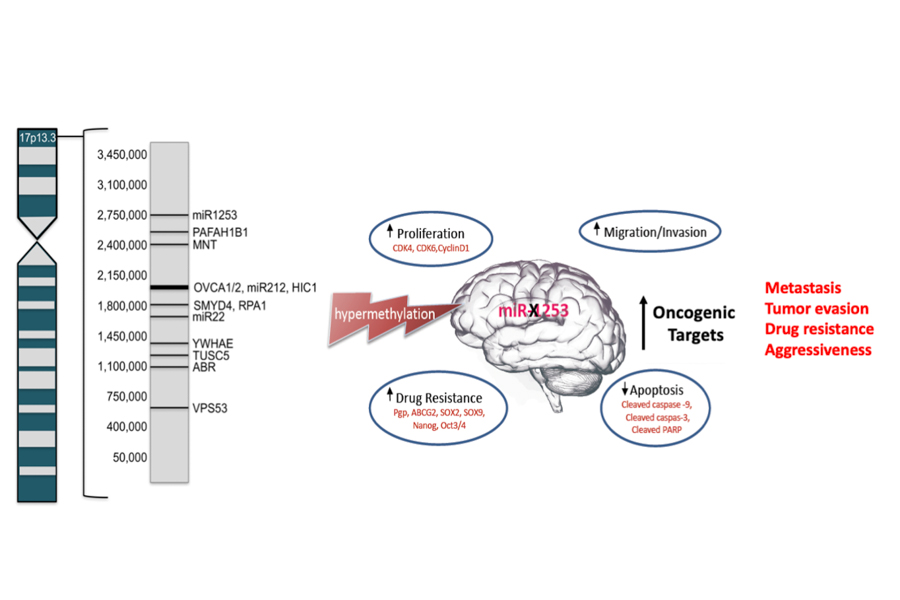 Graphic illustrating principles of study