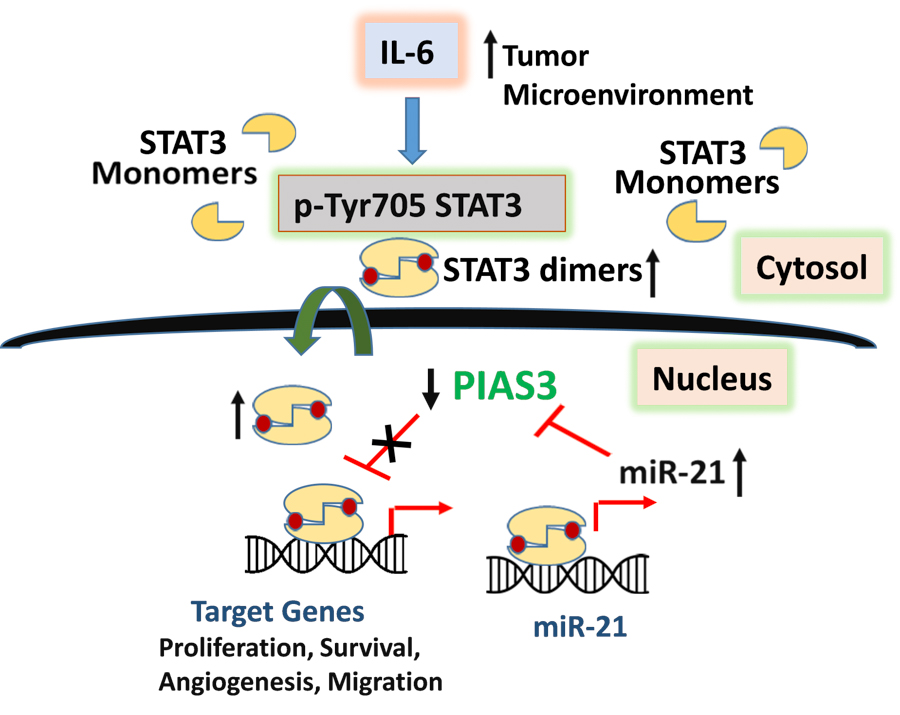 illustration of research as described in text