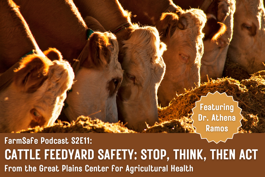 Cattle eating hay with caption: "FarmSafe Podcast S2E11: CATTLE FEEDYARD: STOP, THINK, THEN ACT; From the Great Plains Center for Agricultural Health; Featuring Dr. Athena Ramos".