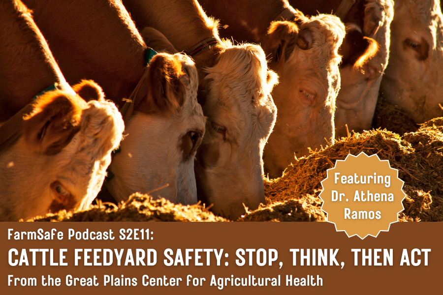 Cows eating, caption says: "FarmSafe Podcast S2E11: Cattle Feedyard Safety: Stop, Think, Then Act; From the Great Plains Center for Agricultural Health; Featuring Dr. Athena Ramos"