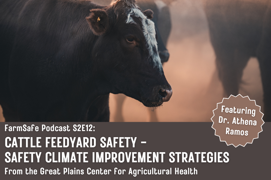 Cows standing in fog, caption says: "FarmSafe Podcast S2E12: Cattle Feedyard Safety - Safety Climate Improvement Strategies"; From the Great Plains Center for Agricultural Health; Featuring Dr. Athena Ramos"