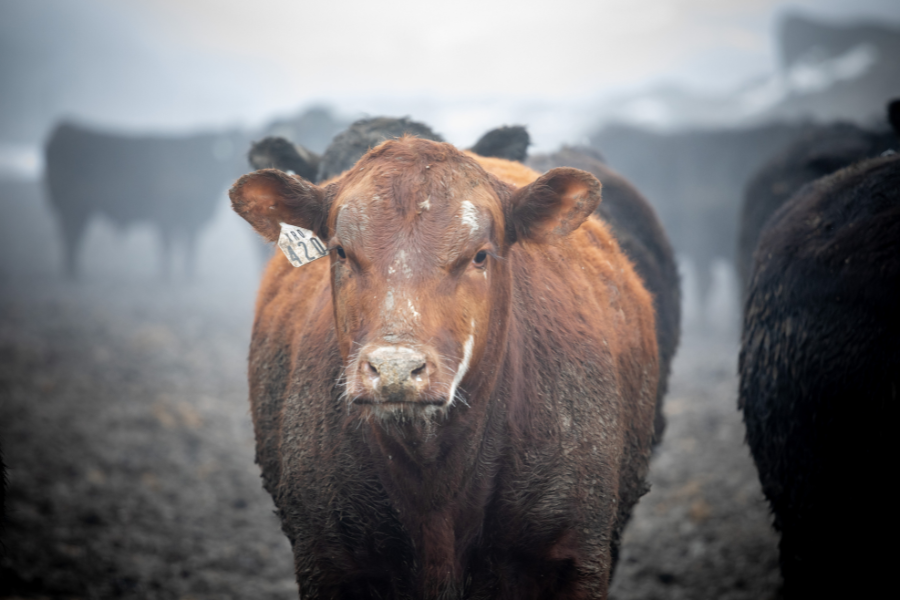 Cow with tag on ear