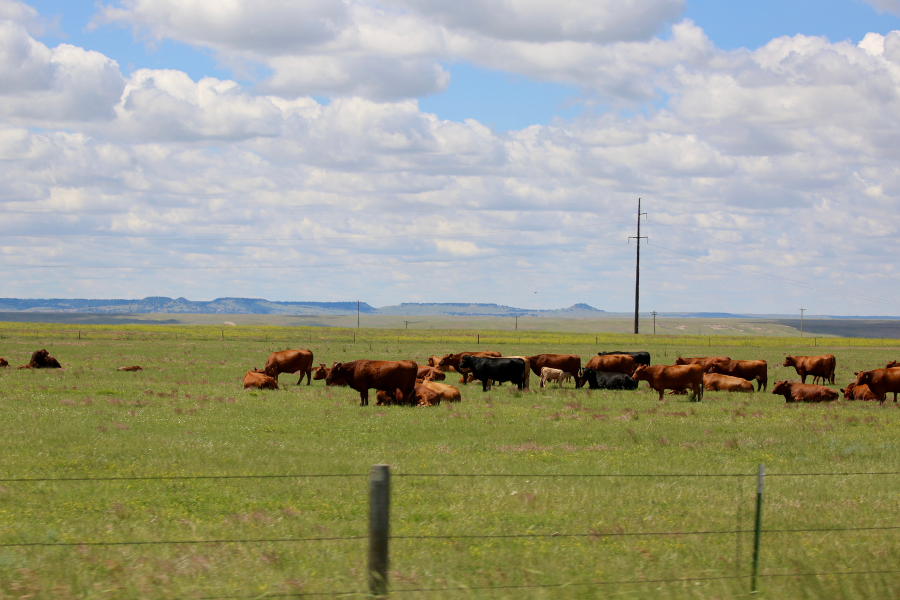 Cows grazing in field