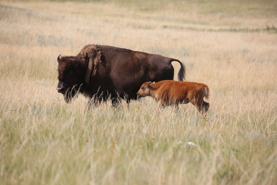 Bison in field