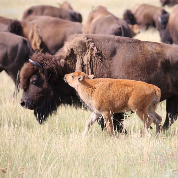 A close up picture of a herd of bison, focusing on a bison calf walking next to its mother in tall grass.