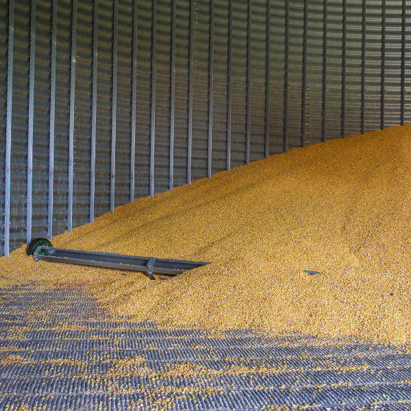 The inside of a grain bin, partially filled with grain and part of a sweep auger exposed. 