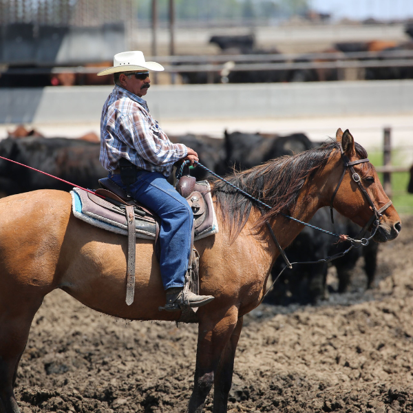 A man in a plaid shirt, jeans, boots, and a cowboy hat is sitting on a horse. In the background you can see a feedyard with cattle. 