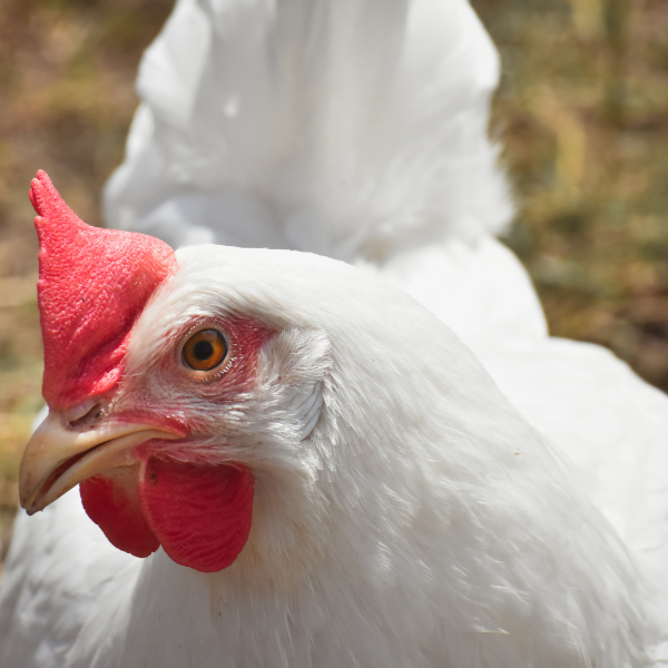 close up of a white chicken