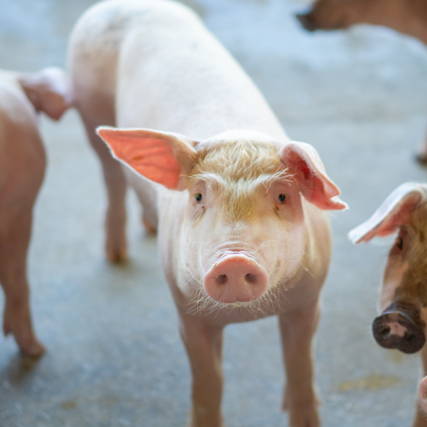 A single pink piglet looking at the camera. 