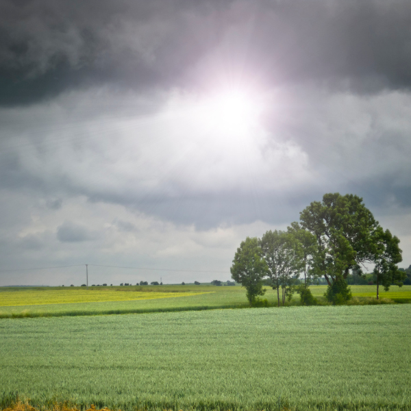 Stormy weather on the horizon of a grassy field with several trees.