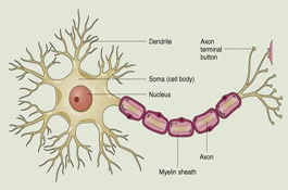 Neuron: Dedrite, Cell Body, Nucleus, Axon (Courtesy of 