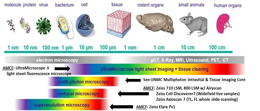 Diagram spanning the various resolution levels from 1 nm to 100 cm and the recommended equipment to us for resolving various images. For light sheet imaging and tissue clearing between 1 um to 100 cm, use AMCF's UltraMicroscope II. For confocal microscopy between 100 nm to 100 µm, use AMCF's Zeiss 710 LSM, Zeiss 800 LSM w/ Airyscan, Zeiss Cell Discoverer7 (widefield live samples), or Zeiss Axioscan 7 (TL, FL whole slide scanning). For superesolution imaging between 1 nm to 100 µm, use AMCF's Zeiss Elyra Ps1. For multi-photon microscopy, use UNMC's Multiphoton Intravital & Tissue Imaging (MITI) core.