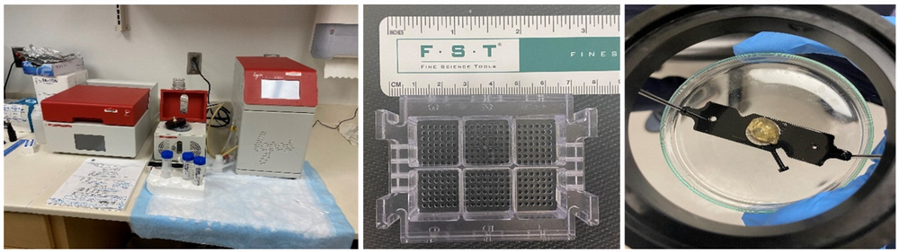 Three-image collage: X-Clarity system and sample preparation area; 6-well clearing plate with ruler for comparison; example of cleared sample mounted for imaging
