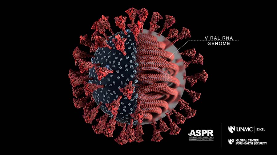 Visual rendering of SARS Coronavirus 2 with 30,000 nucleotide genome