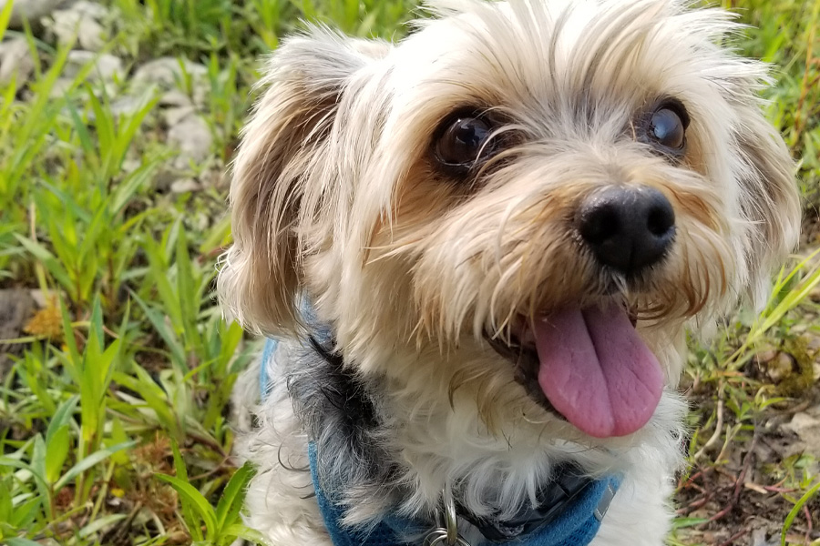 A small white dog