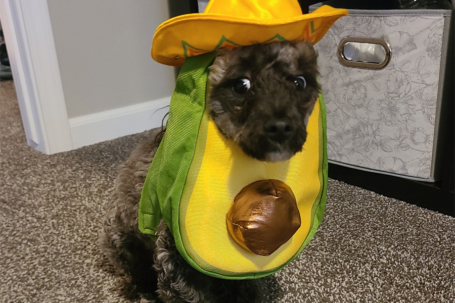 A black and white dog wearing a pineapple-themed bandana