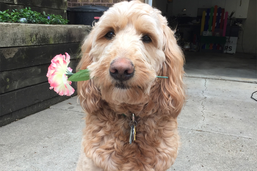 A light brown dog with a carnation in its mouth