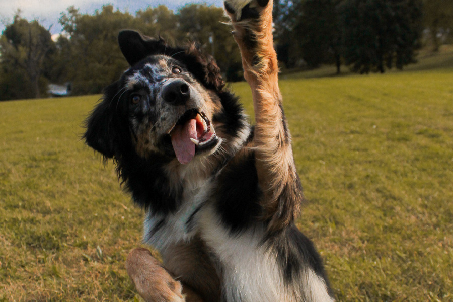 A black and brown dog jumping in the air