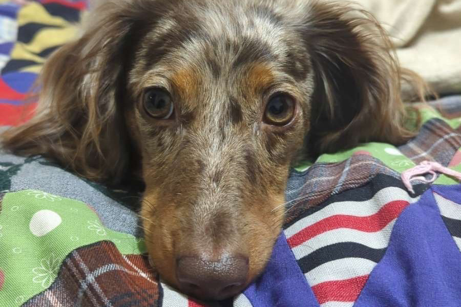 A brown and black dog on a blanket
