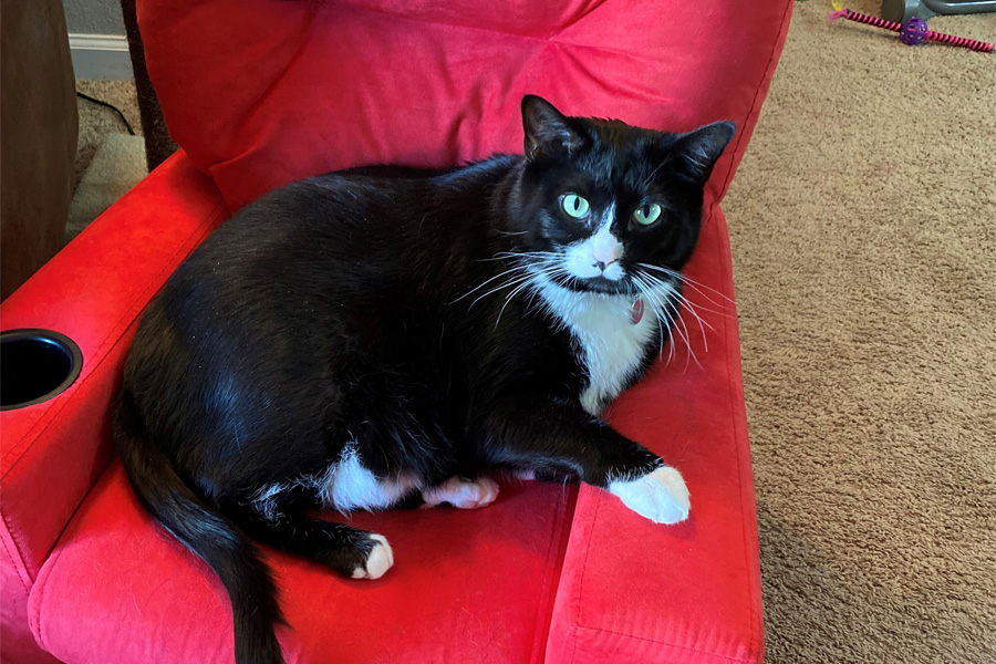 A black and white cat on a red chair
