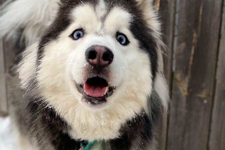 A husky with blue eyes