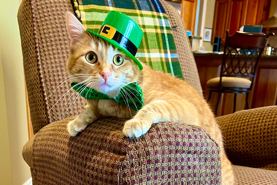 An orange cat wearing a green hat and a green bow