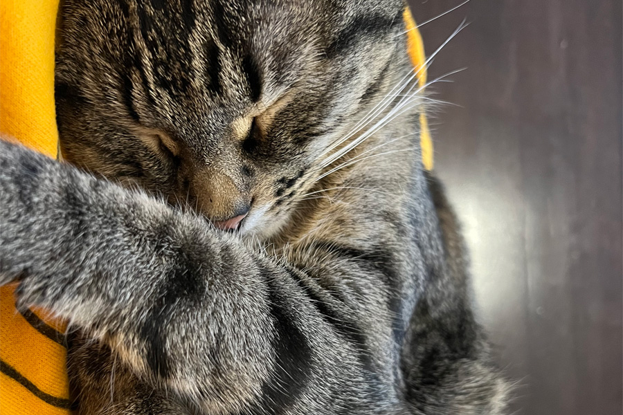 A sleeping gray tabby cat