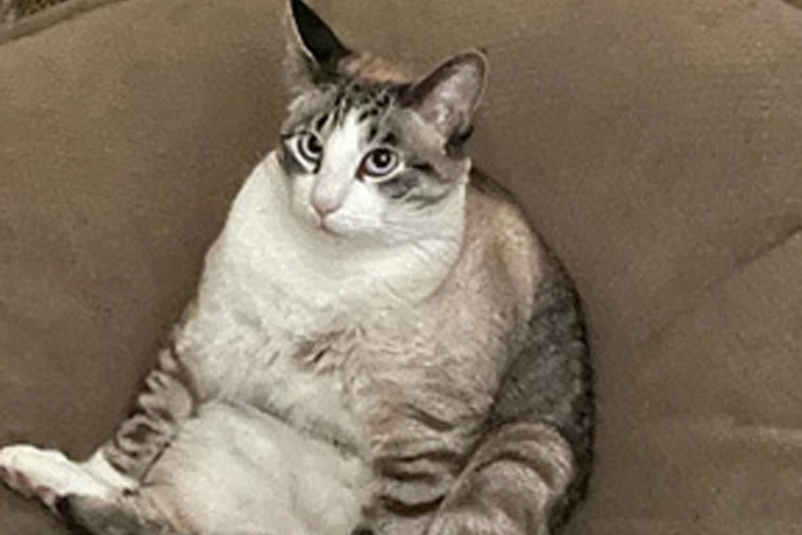 A white and gray cat on a brown beanbag