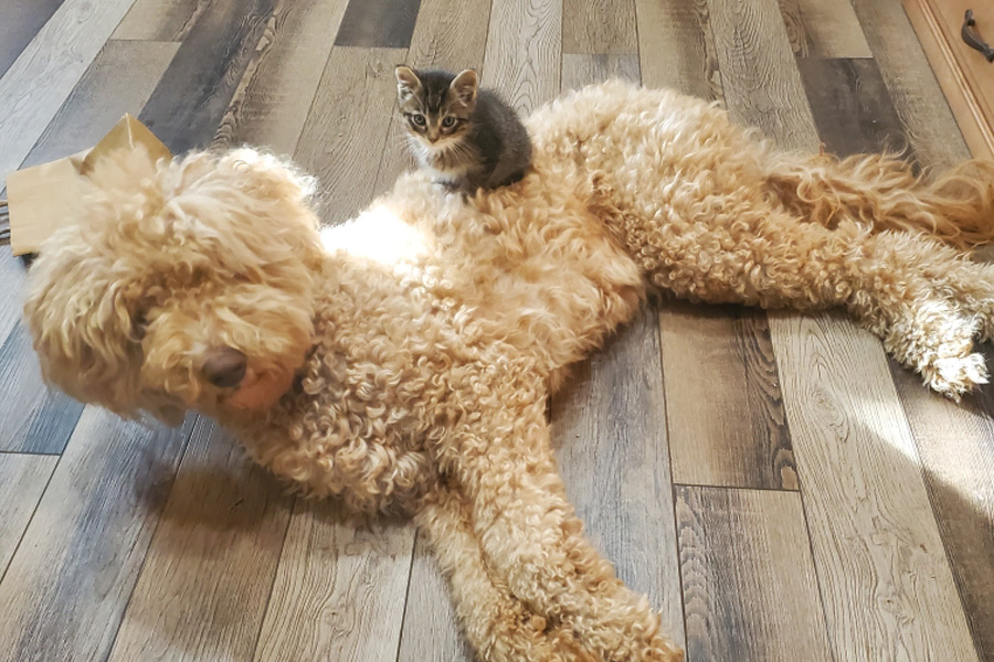 A tan dog lying on a floor with a gray kitten sitting on its back