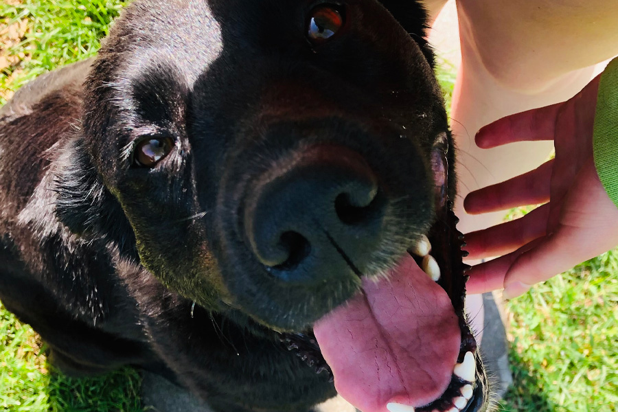 A brown dog with its tongue out